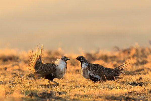 Greater Sage-Grouse