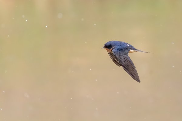 Barn Swallow