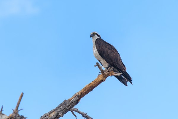 Osprey