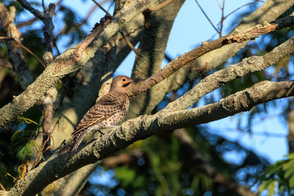 Northern Flicker