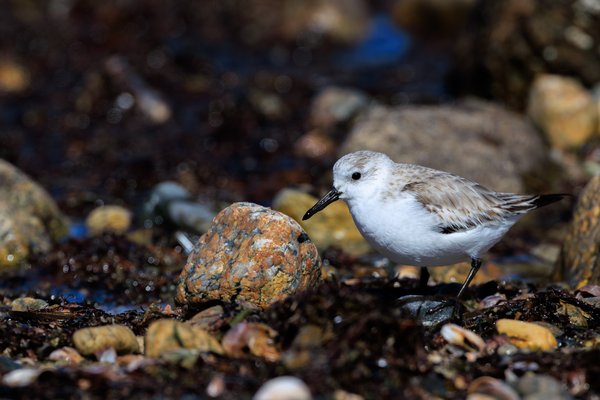 Sanderling