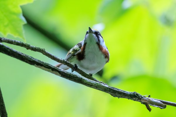 Chestnut-sided Warbler