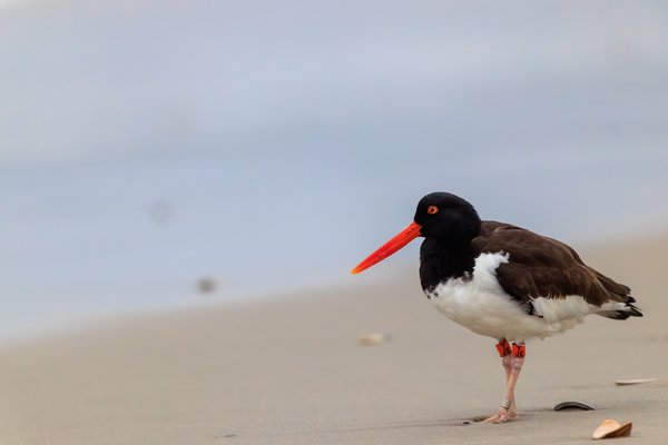 American Oystercatcher