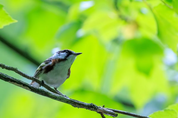Chestnut-sided Warbler