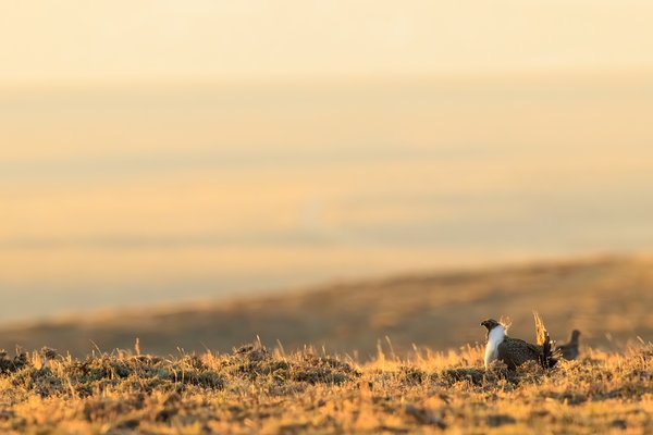 Greater Sage-Grouse