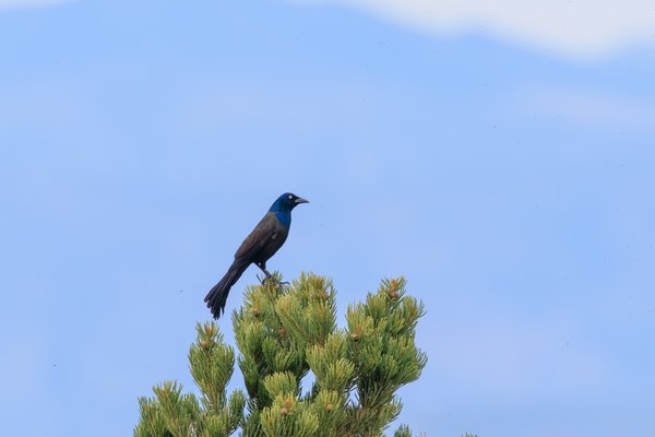 Great-tailed Grackle