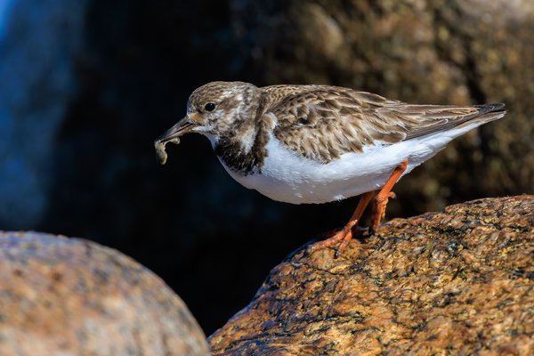 Ruddy Turnstone