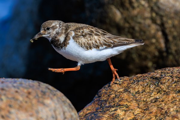 Ruddy Turnstone