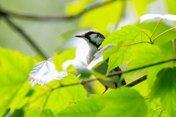 Chestnut-sided Warbler