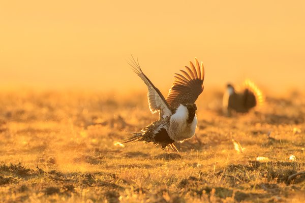 Greater Sage-Grouse