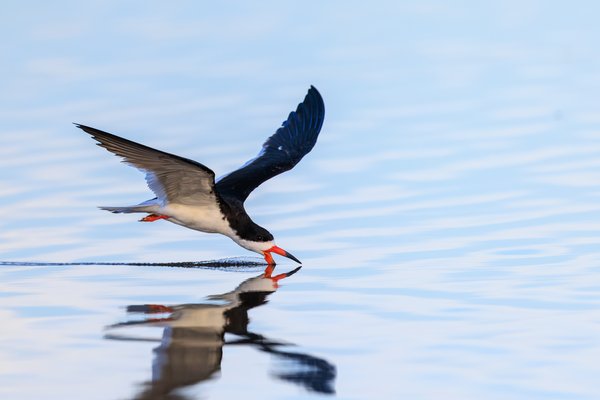 Black Skimmer