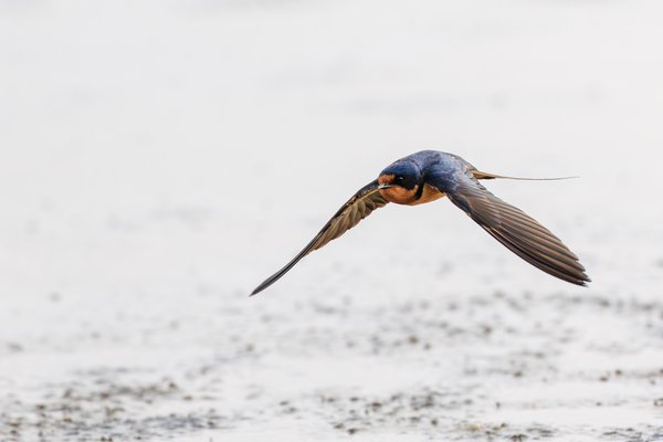 Barn Swallow