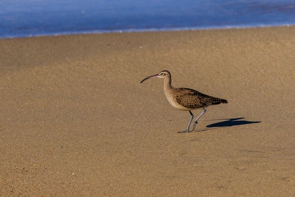 Hudsonian Whimbrel
