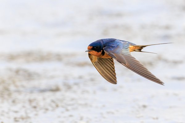 Barn Swallow