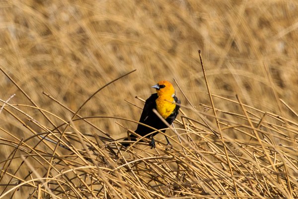 Yellow-headed Blackbird