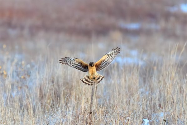 Northern Harrier