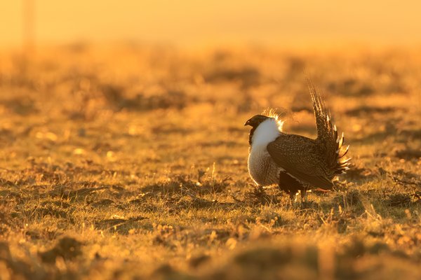 Greater Sage-Grouse