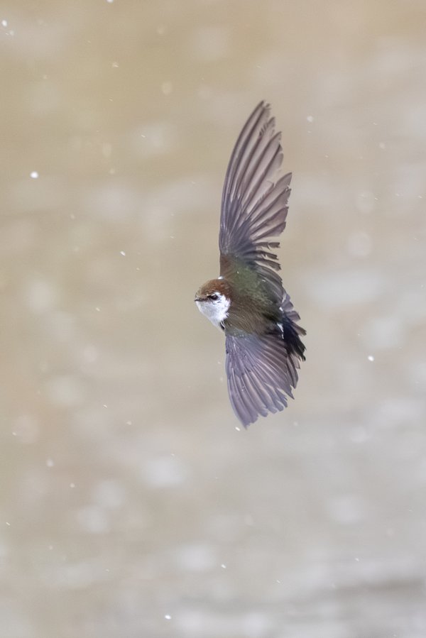 Violet-green Swallow
