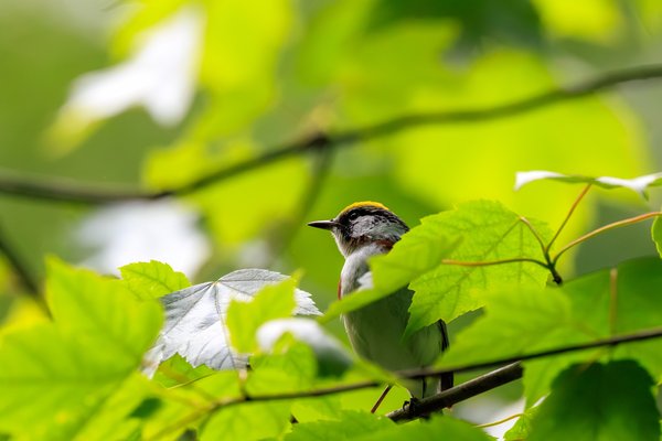 Chestnut-sided Warbler
