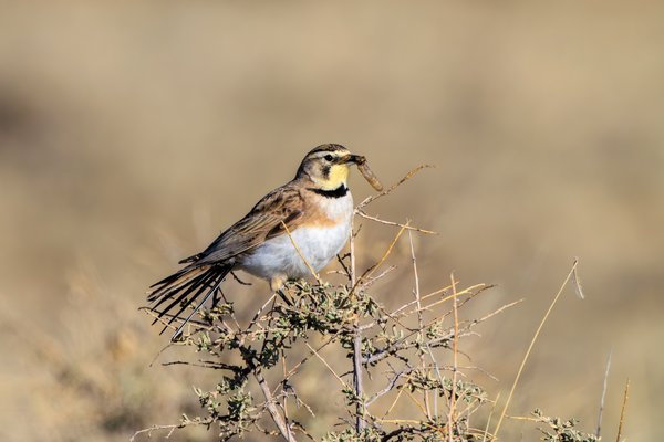 Horned Lark