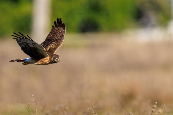 Northern Harrier