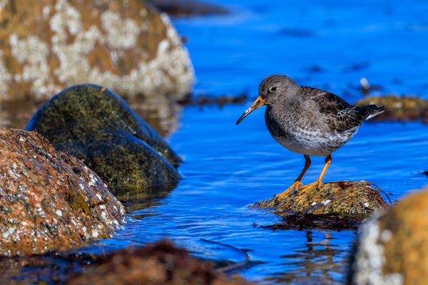 Purple Sandpiper