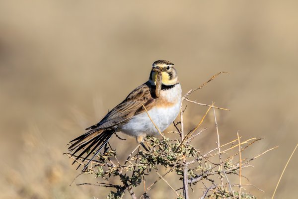 Horned Lark