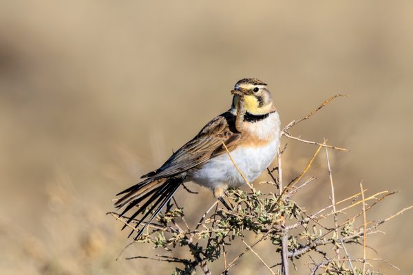 Horned Lark