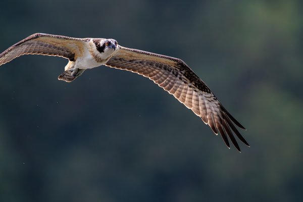 Osprey