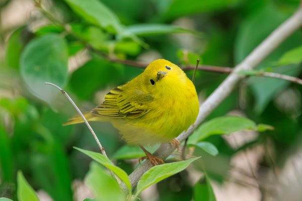 Northern Yellow Warbler