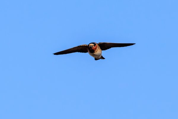 Cliff Swallow