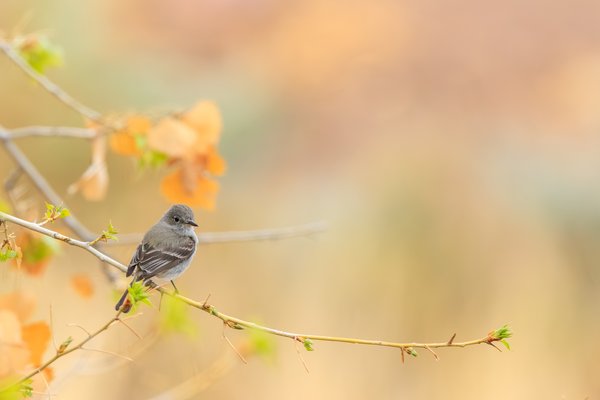 Gray Flycatcher