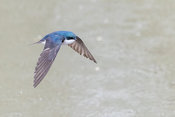 Tree Swallow