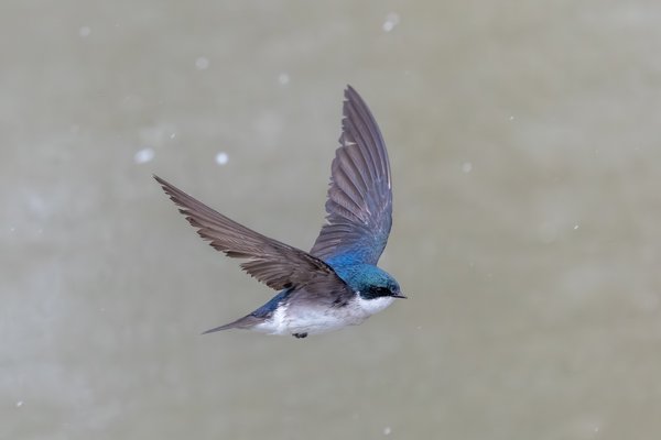 Tree Swallow