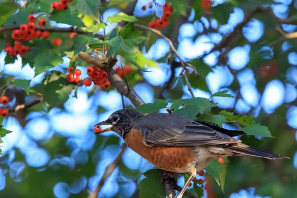 American Robin