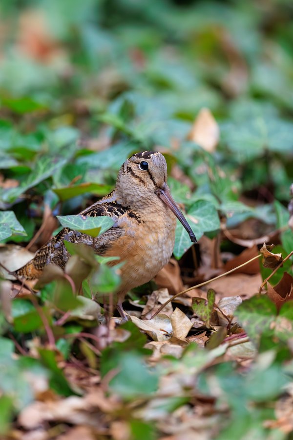 American Woodcock