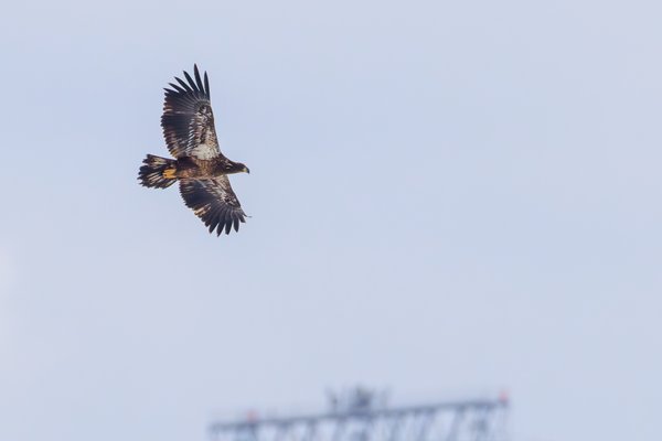 Bald Eagle