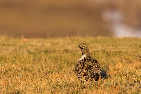 Greater Sage-Grouse
