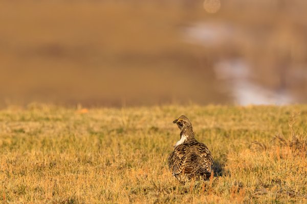 Greater Sage-Grouse