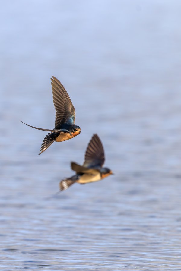 Barn Swallow