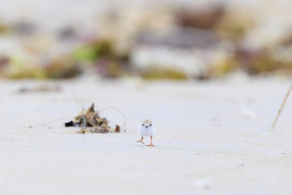 Piping Plover