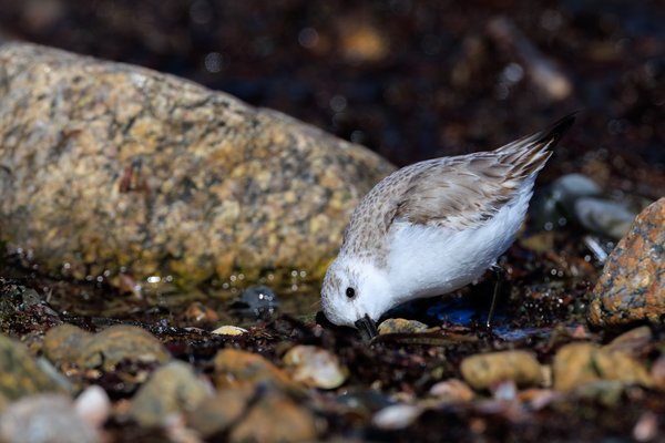 Sanderling