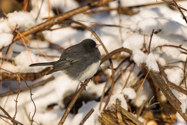 Dark-eyed Junco