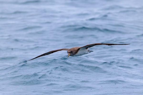 Cory's Shearwater