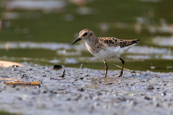 Least Sandpiper