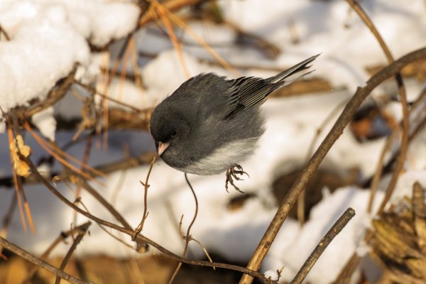Dark-eyed Junco