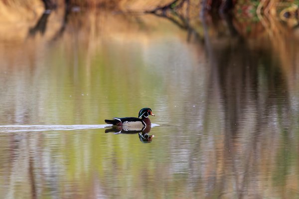 Wood Duck