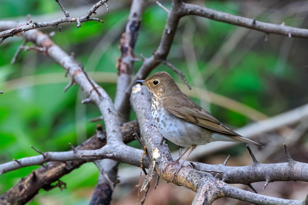 Swainson's Thrush