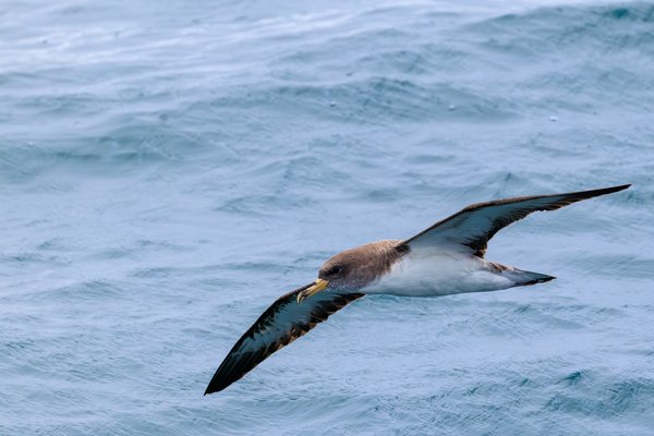 Cory's Shearwater