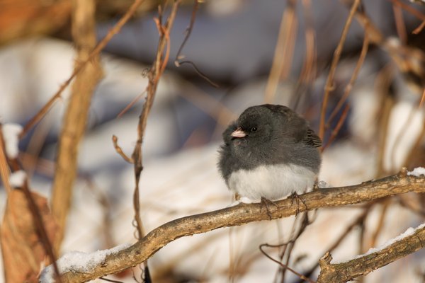 Dark-eyed Junco